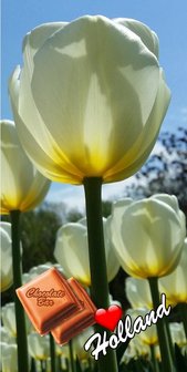 ID3_Tulpenwitte tulp.JPG