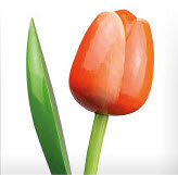 ID2_Tulp oranje.JPG