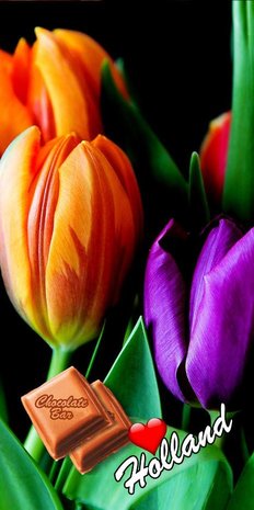 ID4_Tulpen kleurtulp met zwarte achtergrond.JPG