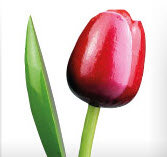 ID2_Tulp Red Whitw.JPG