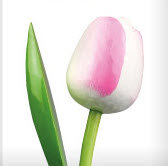 ID2_Tulp wit rood.JPG
