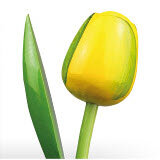 ID2_Tulp Ywellow green.JPG