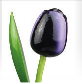 ID2_TulpPurple green.JPG